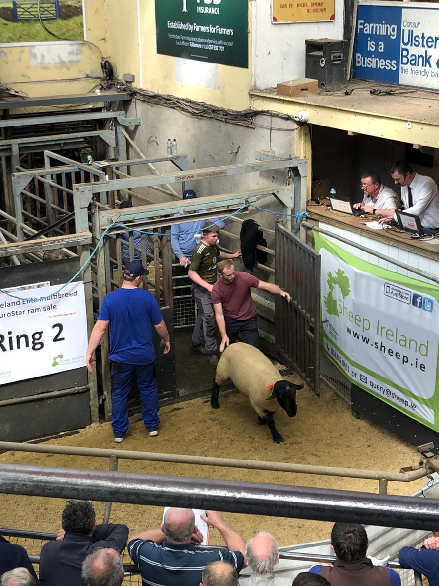 SheepIreland's tweet photo. Suffolks off to a good start here in ring 2 in Tullamore. €1000 for a Greg Rossitor hogget (Lot 440). https://t.co/IfzjgUzPS1