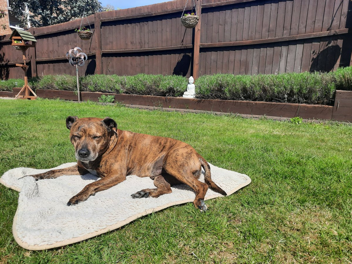 MrsVara's tweet photo. This gorgeous boy is 9 today 😍 we ❤️ him so much. Here is he, living his best life 🥰 #AdoptDontShop #rescuedog #InternationalDogDay #Staffie #StaffordshireBullTerrier https://t.co/64GU6ONjP2