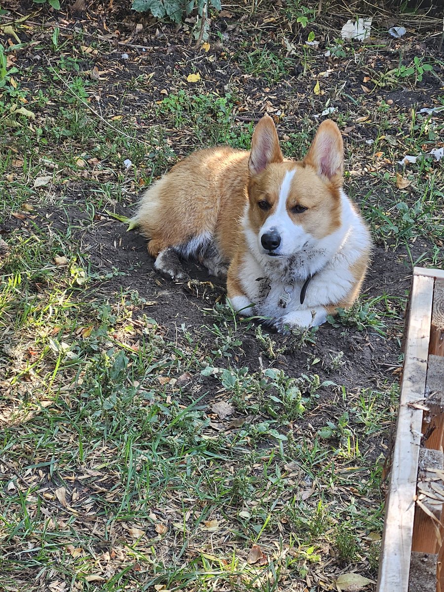 theangrycorgi's tweet photo. Dad gave me a bath to steal my glitter. So I said to myself, how do I get revenge? If you guessed zoomies and laying in dirt, you got it! #dissaprovingcorgi #angrycorgiproductions #corgiglitter #nobath #cdncorgi https://t.co/PaElI3n1du