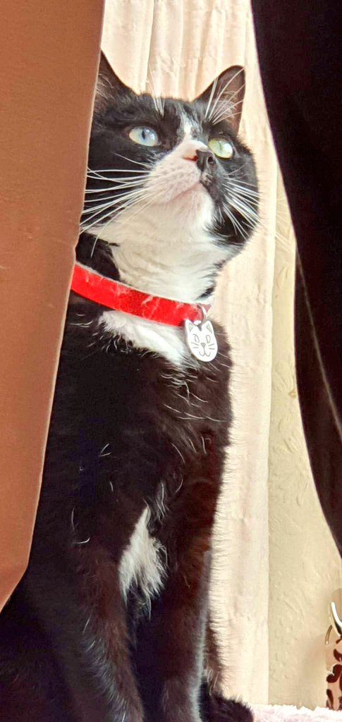 LisaMiller_1976's tweet photo. @Phil_Sledge Our beautiful rescue Khléo 😻 https://t.co/CaMLcJ5U8W