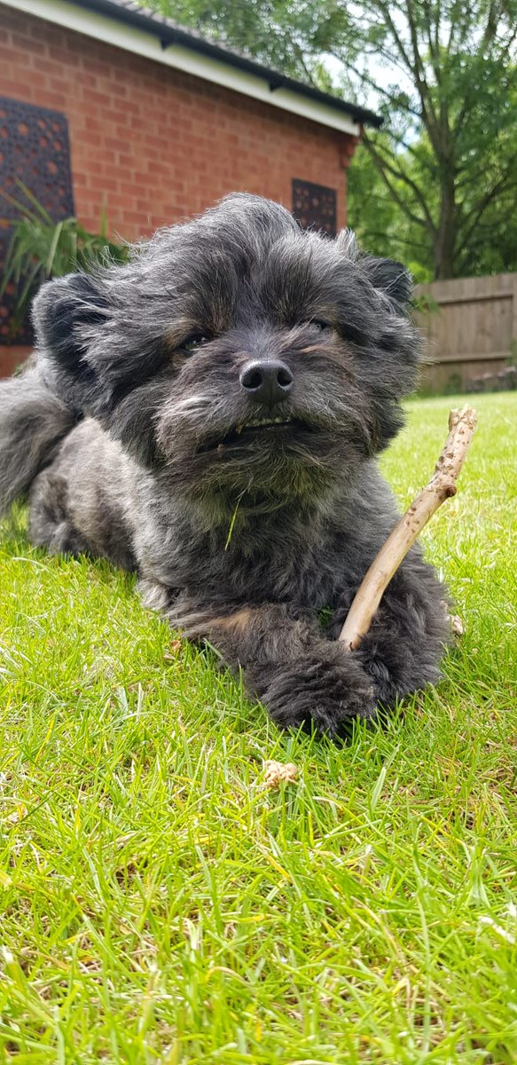 whititera_UK's tweet photo. @NeebsOfficial Stick stands no chance! https://t.co/rUUq2V3gev