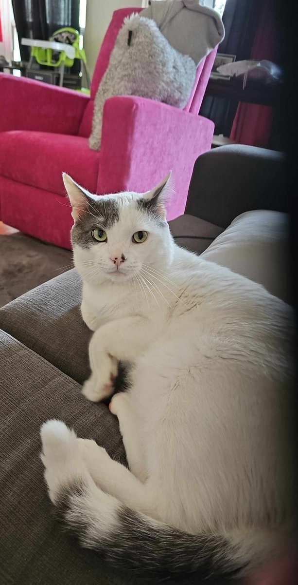 CaitiritheFiery's tweet photo. @SPCAMontreal Thank you Montreal SPCA for helping me pair with my very first pet. Me and my new friend Sushi have some adjusting but I think he's starting to like it here. https://t.co/IoQqQQGeQQ