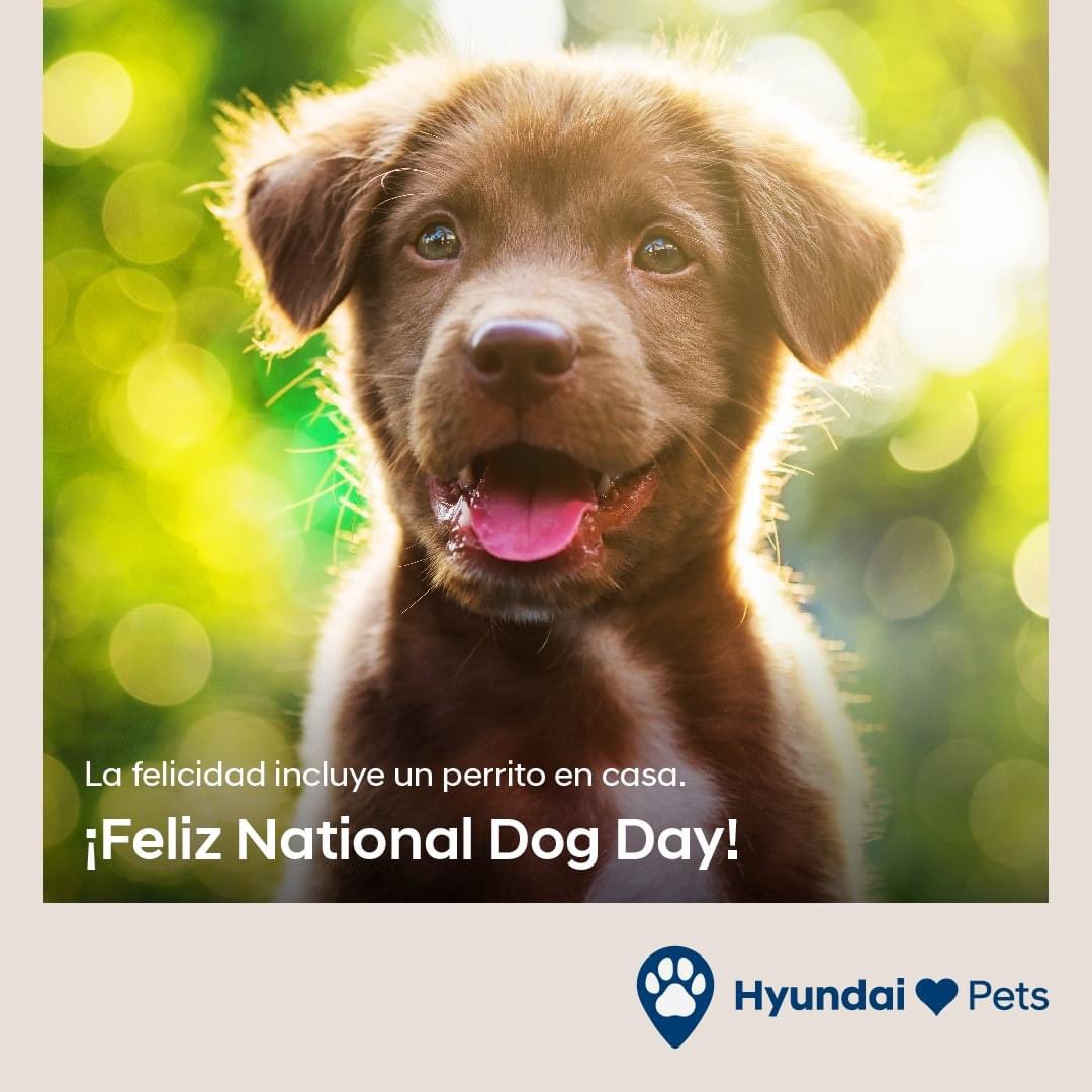 Hoy celebramos a esos peluditos que nos llenan de tanto amor. Visítanos  con tu familia hoy en nuestros dealers Hyundai en Hormigueros, Hatillo, Cupey, Rexville y Fajardo para que mimes a tu mascota como se merece.  Habrán sorpresas!!.🐾🦴💙 #NationalDogDay #EnBuenaCompañía