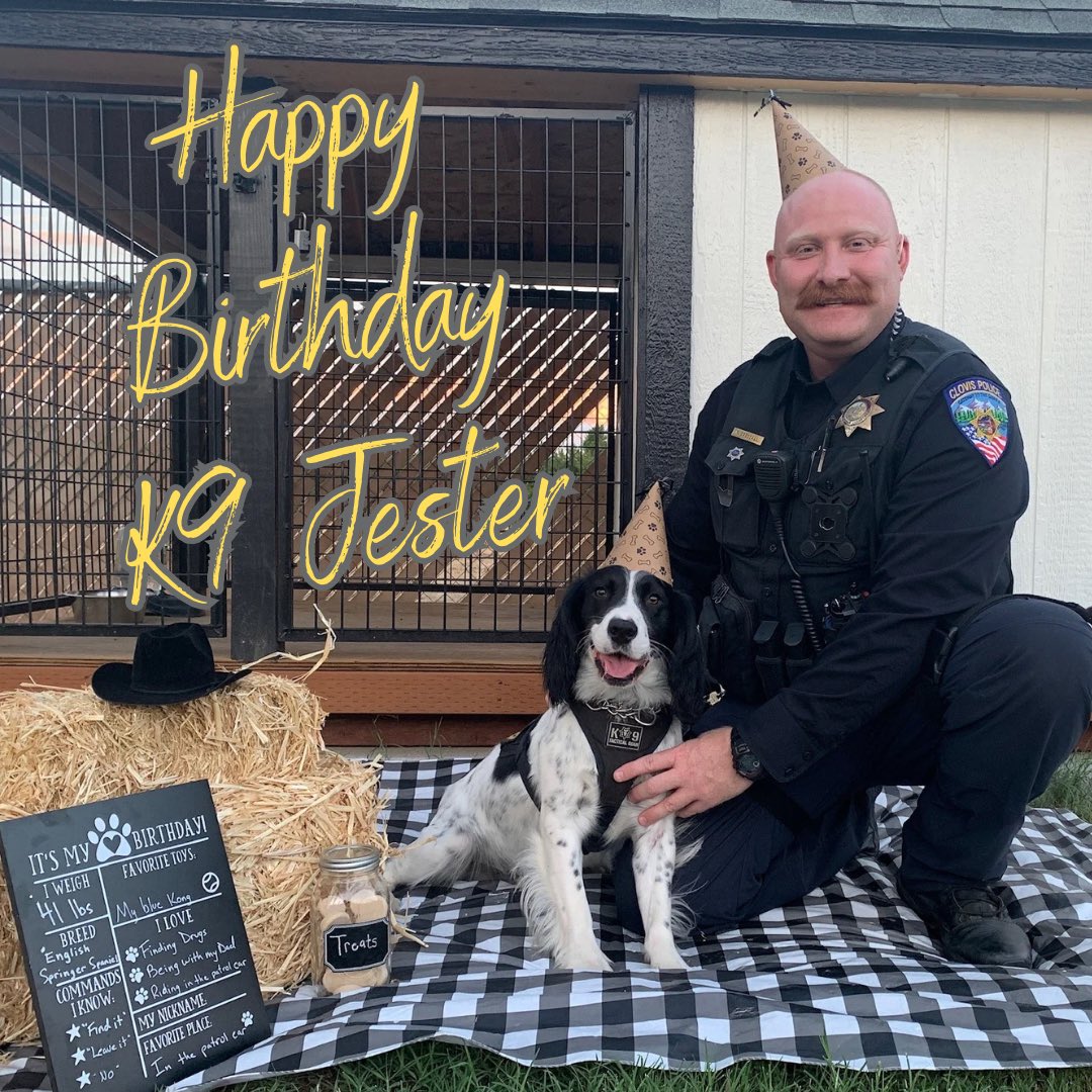 ClovisPolice_CA's tweet photo. It’s K9 Jester’s 2nd birthday! Officer Cressall & Jester are celebrating at home, enjoying their day off.
#HappyBirthday #CPDK9Jester #CPDK9Unit #PoliceK9 #SpringerSpaniel #K9 https://t.co/bs7TUNNWs1