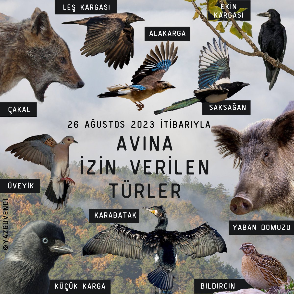 Av sezonu başladı

Kara av sezonu kapsamında bıldırcın, üveyik, alakarga, karabatak, saksağan yaban domuzu ve çakal gibi yangın ve 50’ye yakın orman tahrip türü altında yok olmak üzere olan yaban hayvanları bugün itibarıyla öldürülebilecek.

#AvCinayettir

aa.com.tr/tr/gundem/kara…