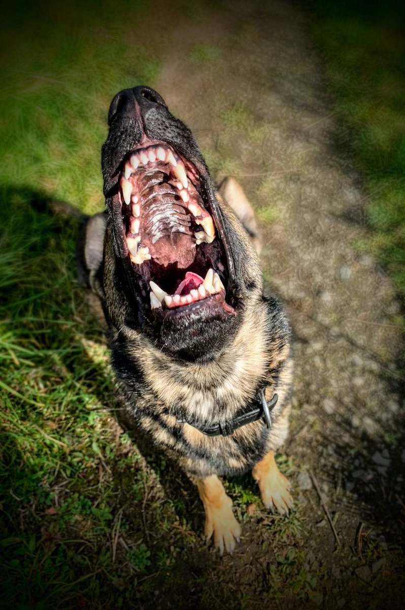 PSOSDogs's tweet photo. #PDOz &amp; #S326 supported @PSOSLothBord yesterday when a man assaulted his partner &amp; ran off in Musselburgh. Oz got his "Mark 1 Nose" working &amp; tracked him down, he decided to stop when #S326 shouted to him. Guessing he didn't want to talk to Oz. 1 in custody.

#DomesticViolence https://t.co/GqiLE7xHEM