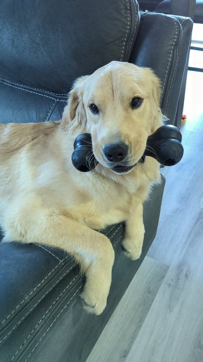RPGamerGal's tweet photo. @kcalnews Yuki (you-key) means "Snow" in Japanese. We got him from Minnesota where it was snowing and he is a light golden. https://t.co/AFP5XuEpjU