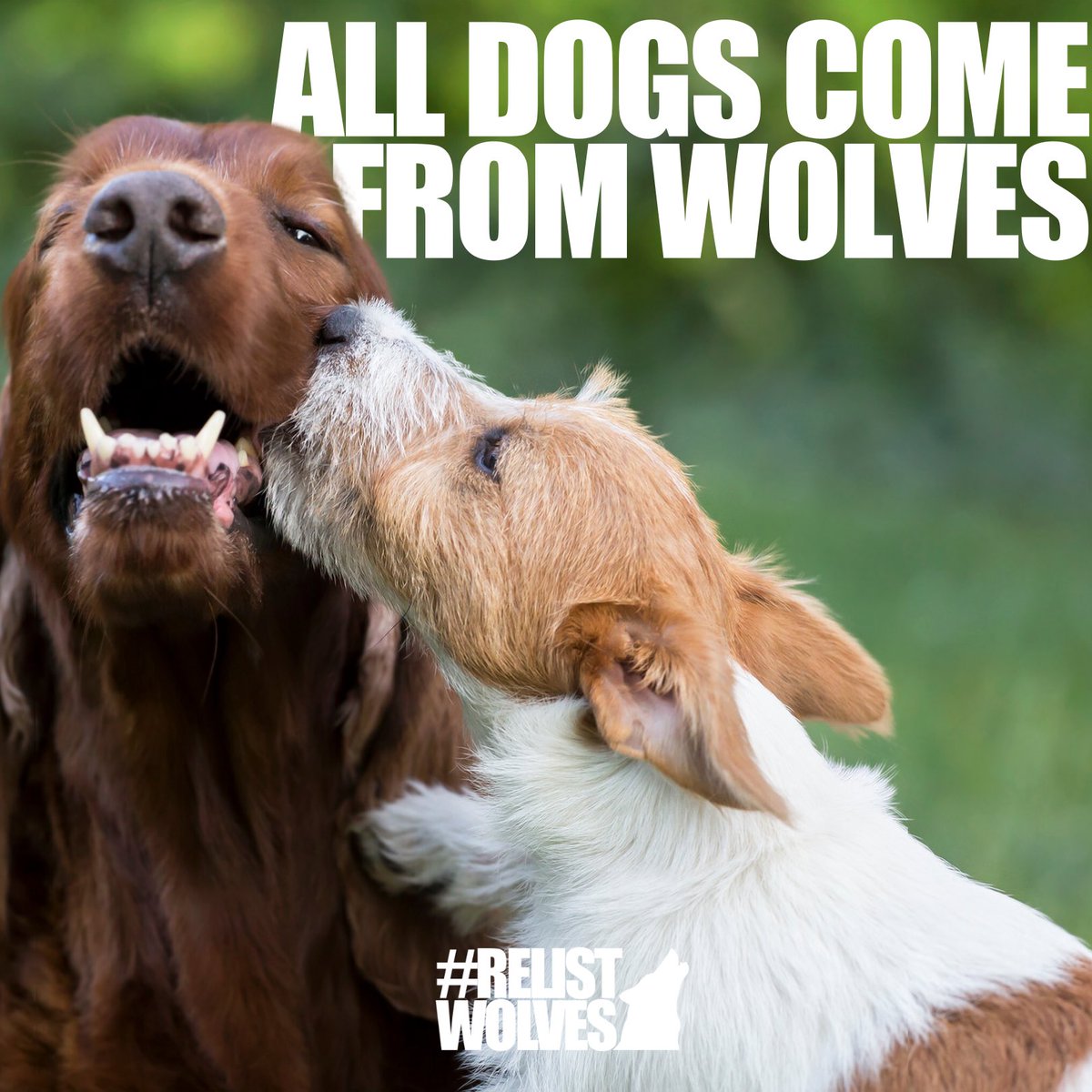 teamwolf_org's tweet photo. Did you know that dogs and wolves share up to 99.9% of their DNA? That's because #AllDogsComeFromWolves! Help out your bestie’s ancestor by taking action at https://t.co/GLViKnbJoK today. (1/2) https://t.co/zkSNQ12uED