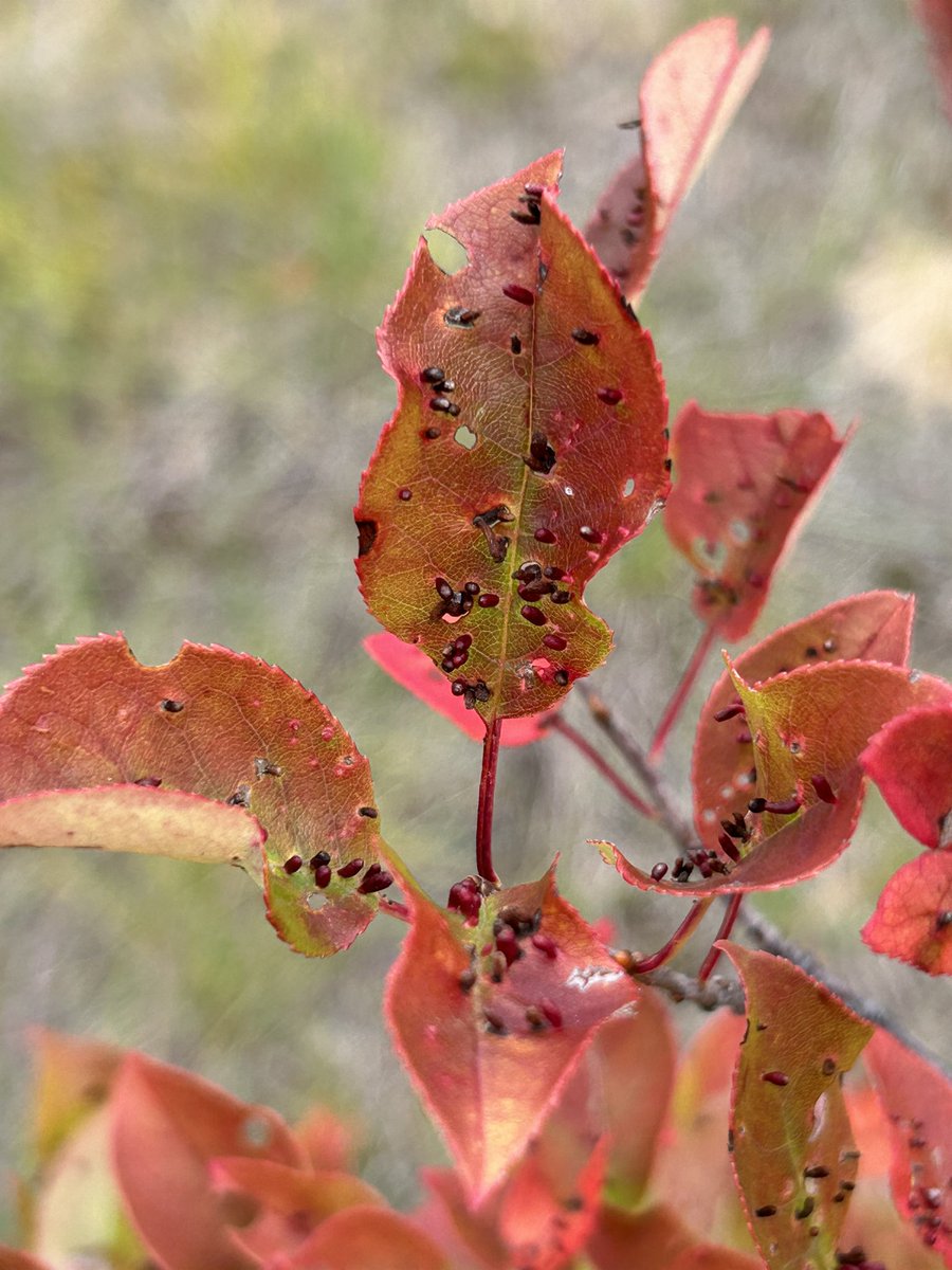 Kaylie Krys tweet media