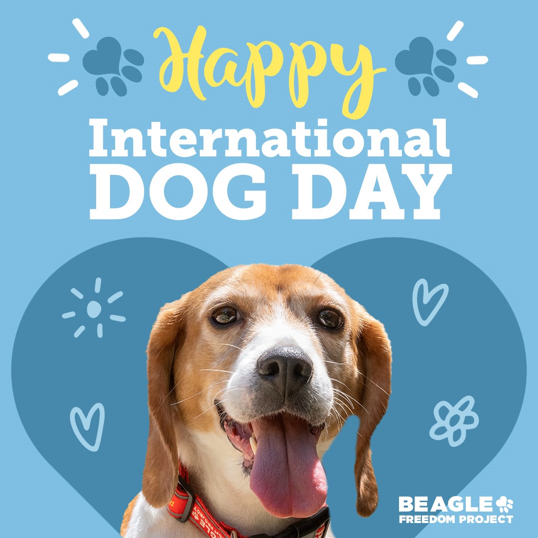 🐶 #happyinternationaldogday 🐶

There's nothing quite like the unconditional love of a dog. Especially one who needs you. Adopting a rescue pup could change your life or the life of a pup in need. 💗Check out some of our dogs available for adoption 👉 bfp.org/adoptable