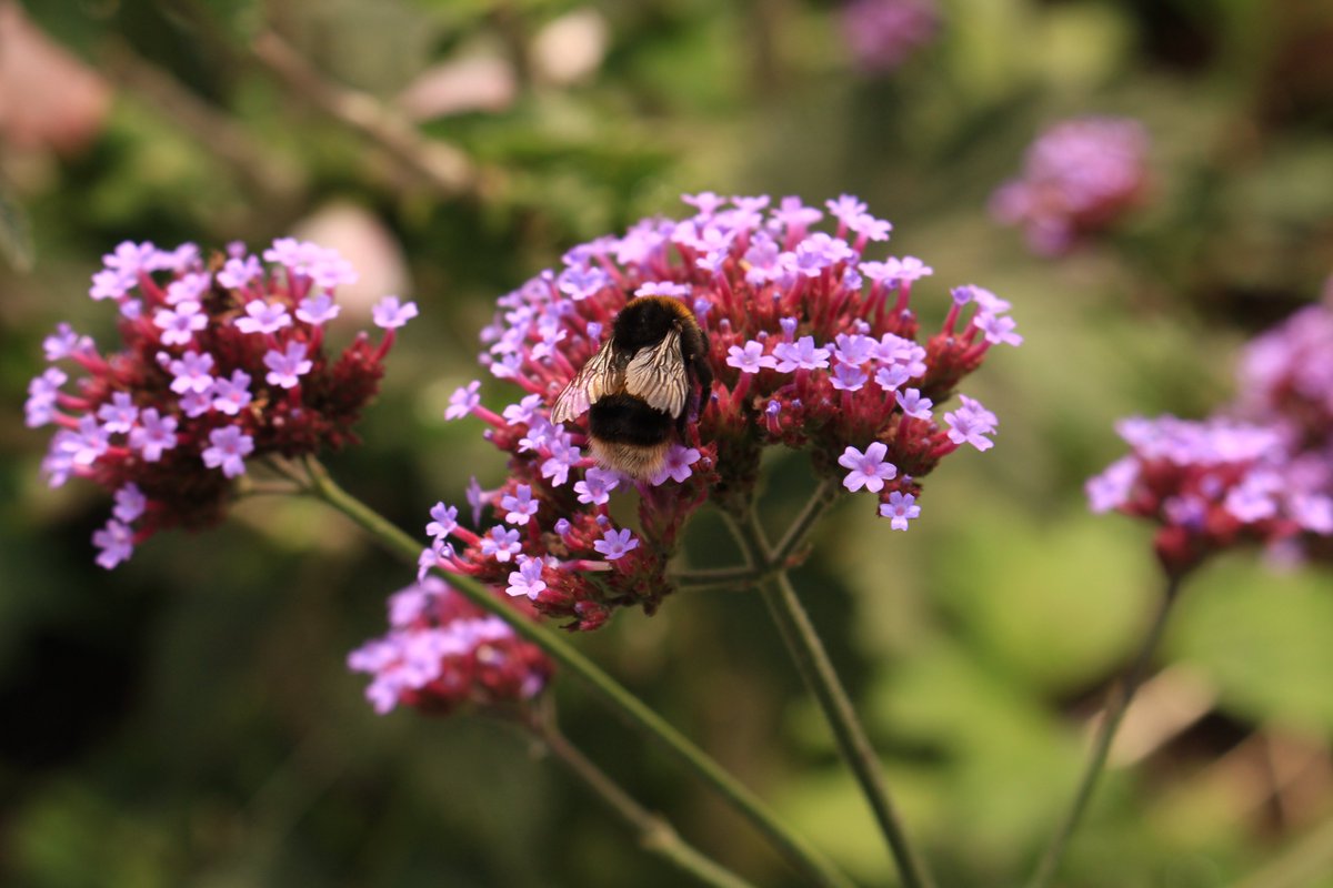 Suzy Hamilton tweet media