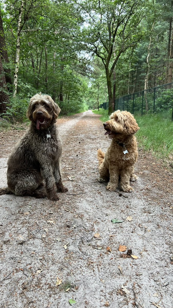 brigittedb's tweet photo. @DeRavissante Poot van Ollie &amp; Ted🐾 https://t.co/gBN7MEZI1Q