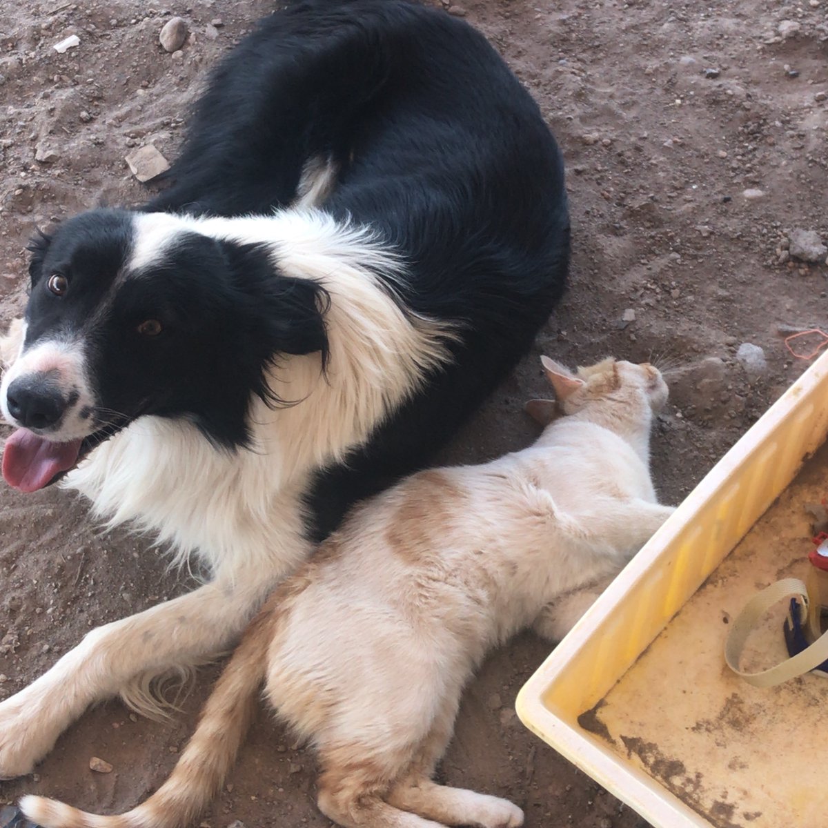 SE PERDIÓ MI PERRO KODA a la altura de ruta 40 sur y planta transformadora de EDEMSA, su devolución será gratificada POR FAVOR es muy importante para nosotros compartan 🙏🏽