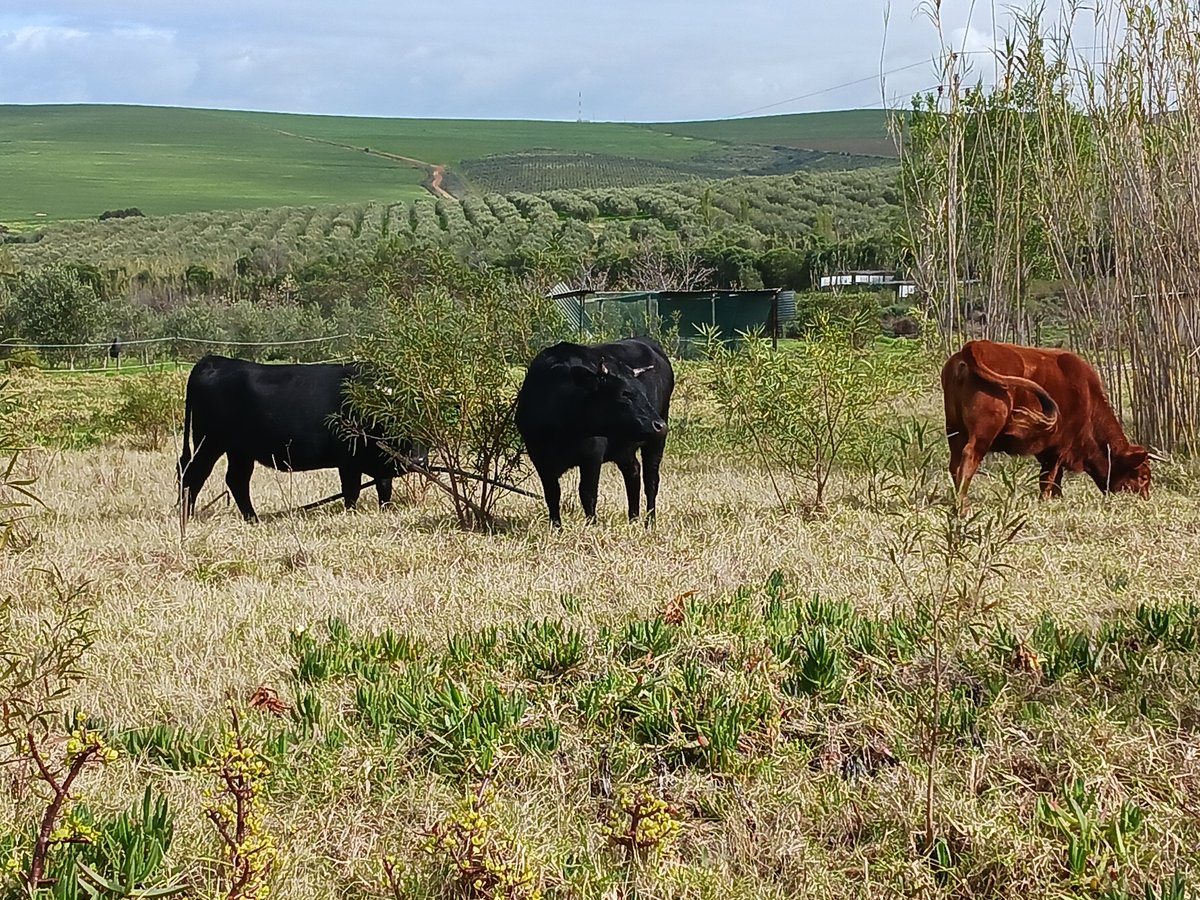 QM_Sports's tweet photo. We even named the Dexter cows https://t.co/nQjbUQlEfO