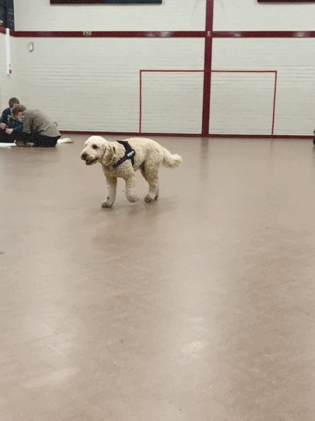Stunimmo_CVHD's tweet photo. Our Finn use to visit Explorers… proving essential de-stress for teenagers with exam stress… #ScoutsDogs https://t.co/eGZ0EOyFdl