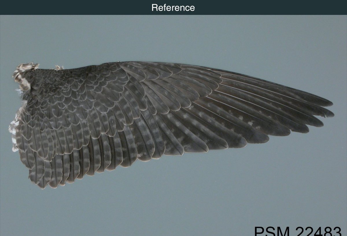 Finally decided to take a shot at a realistic Peregrine-Falcon. Started off with the wings as they are the real challenge in rigging. What do you think?

#animation #maya3d #3dcharacter