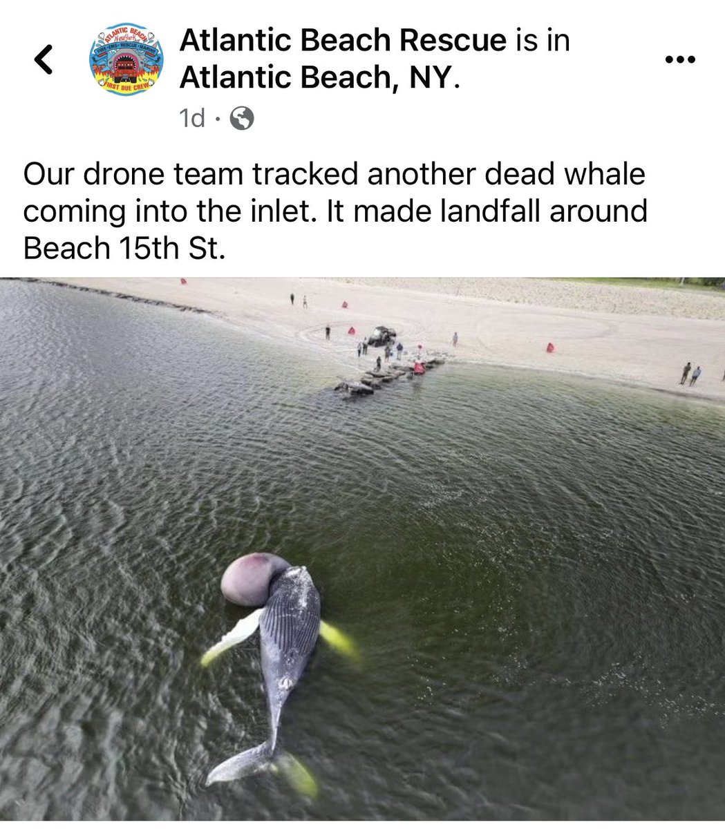 Another week, another dead whale, now in Rockaway. That’s #26 in NY/NJ waters near #offshorewind survey ship activity. Even after a dead whale washed up in his own hometown, <a href="/vingopal/">Vin Gopal</a> rejects indep. research + moratorium. Could Trenton self-righteousness be killing🐬s+ 🐋s, too?