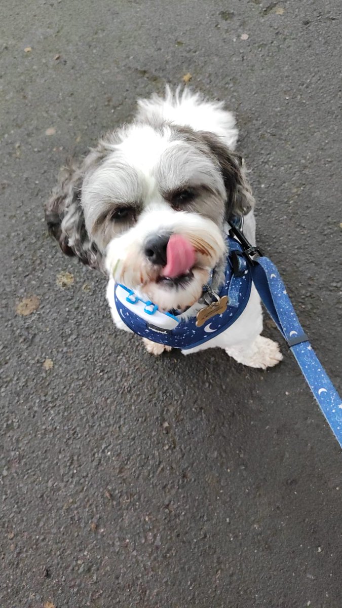 07Bulls's tweet photo. @jonhollingfm Max says hi https://t.co/ihMYque4PR
