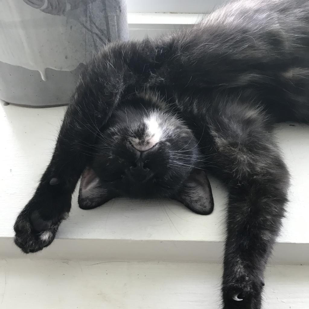 CityDogsRescue's tweet photo. Bailey has a "purr hard, play hard" mentality, she has even been given the nickname "little firecracker" in response to her abundant energy and big personality.

Apply to #adoptBailey today! https://t.co/WSAaaMo1KF https://t.co/McDhO2lclS