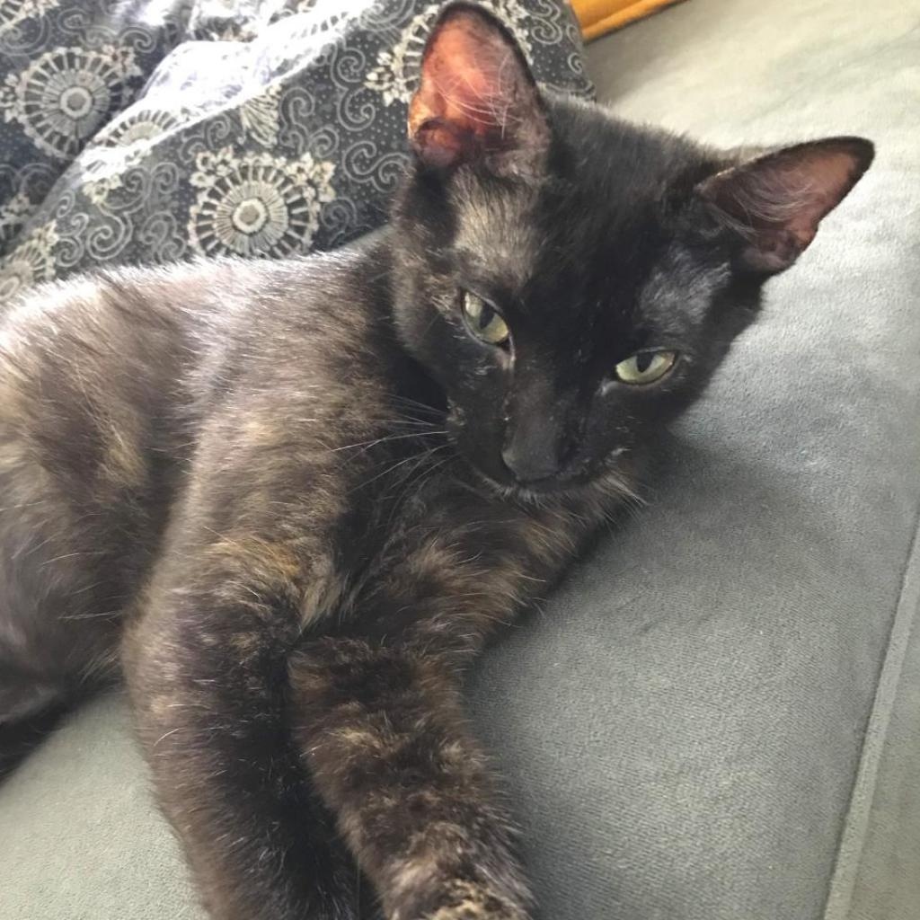 CityDogsRescue's tweet photo. Bailey has a "purr hard, play hard" mentality, she has even been given the nickname "little firecracker" in response to her abundant energy and big personality.

Apply to #adoptBailey today! https://t.co/WSAaaMo1KF https://t.co/McDhO2lclS
