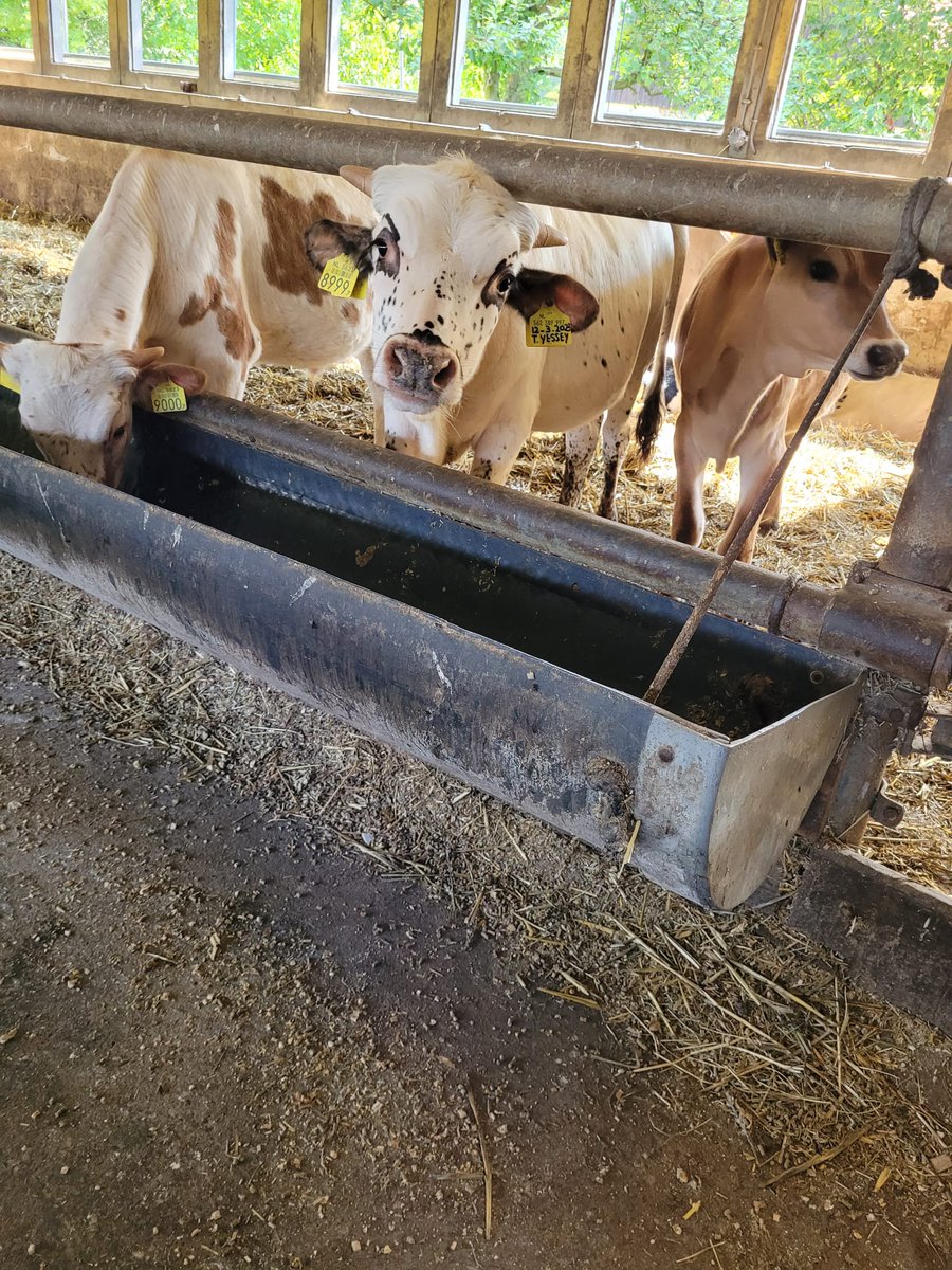 Vanochtend vanuit de #VVD met <a href="/ThomvCampen/">Thom van Campen</a> <a href="/jhvanulsen/">Henri van Ulsen</a> en de <a href="/VVDDronten/">VVD Dronten</a> op bezoek bij de familie Grin in #Biddinghuizen. Het was een indringend en goed gesprek dat huiswerk geeft. Goed om het verhaal achter het internationaal bekende bedrijf nu nog beter te kennen. #Flevoland