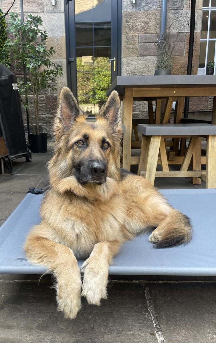 HeidiGSpup's tweet photo. Happy #InternationalDogDay my fur friends 🥰 🐕 🐾 #dogs #gsd https://t.co/9Kl1IzUvu4