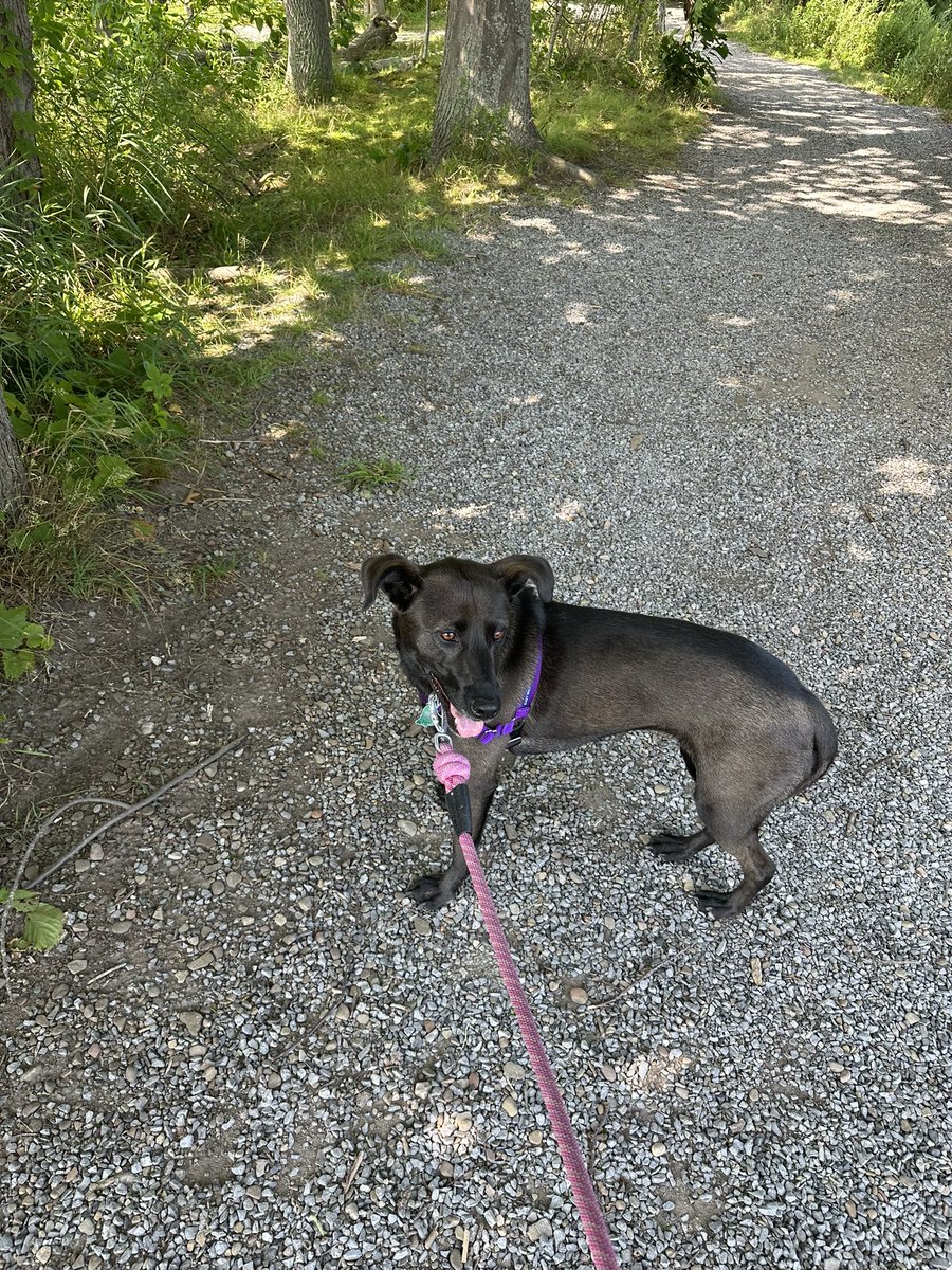 itsechomusic_'s tweet photo. Happy #nationaldogday to the greatest dog anyone could ask for, my little Rottsky girl Ember! I’m so lucky to have you in my life 💕🫶 #rottsky #rottweiler #husky #AdoptDontShop https://t.co/BFKdcdNQZG