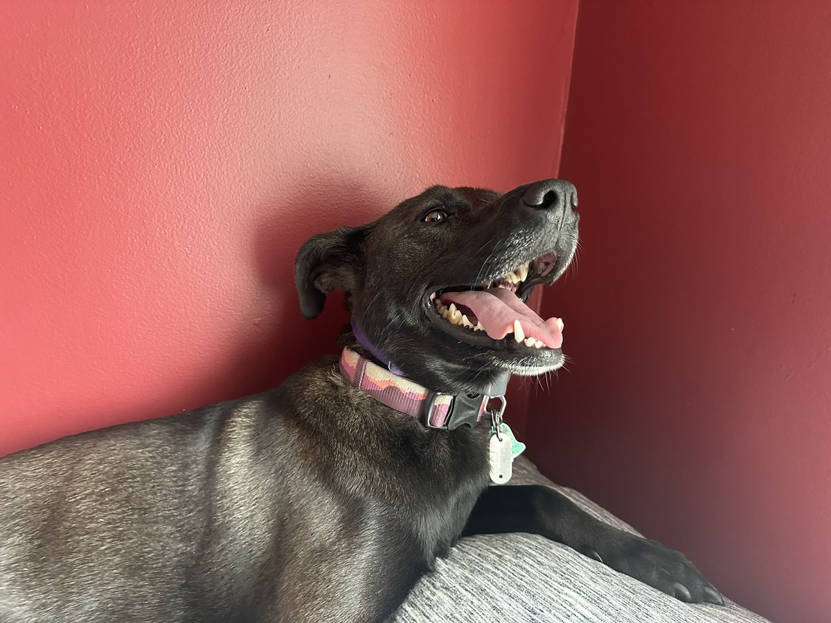 itsechomusic_'s tweet photo. Happy #nationaldogday to the greatest dog anyone could ask for, my little Rottsky girl Ember! I’m so lucky to have you in my life 💕🫶 #rottsky #rottweiler #husky #AdoptDontShop https://t.co/BFKdcdNQZG
