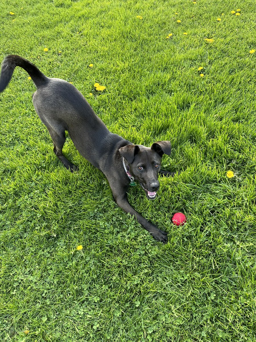 itsechomusic_'s tweet photo. Happy #nationaldogday to the greatest dog anyone could ask for, my little Rottsky girl Ember! I’m so lucky to have you in my life 💕🫶 #rottsky #rottweiler #husky #AdoptDontShop https://t.co/BFKdcdNQZG