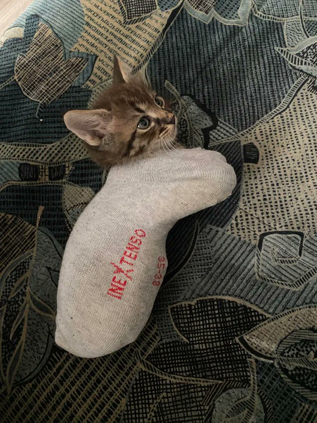 A Heart For Cats tweet media