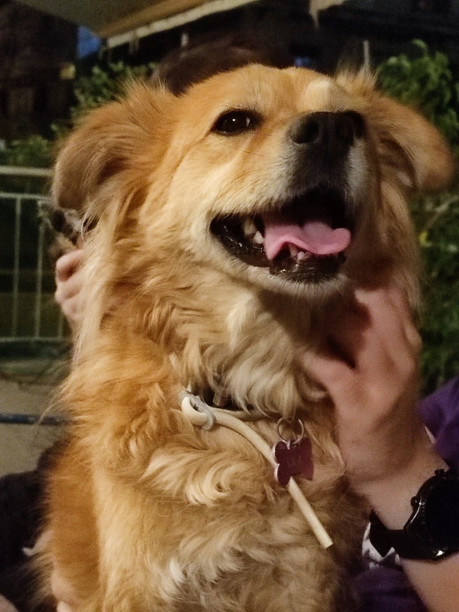 nikoskor412's tweet photo. My Lila 🥰 #παγκοσμια_ημερα_σκυλου https://t.co/btusTZPb2h