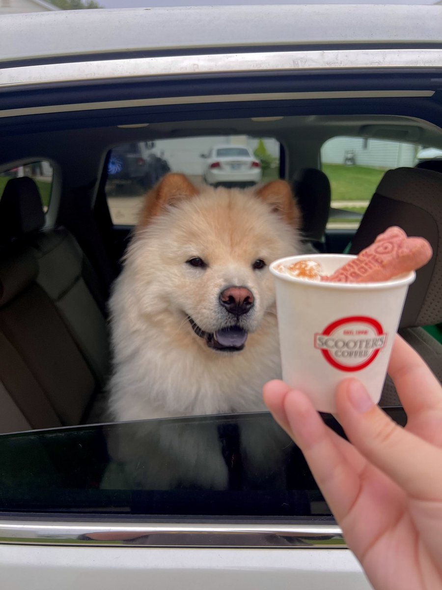 devon_piroska's tweet photo. Happy #NationalDogDay #ScootersPupCup @scooterscoffee Check out Kratos the chow on Instagram and TikTok https://t.co/joo4jmP3sD