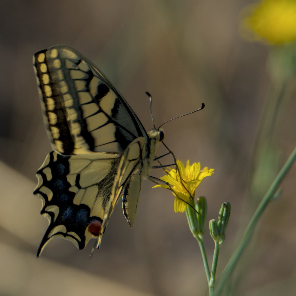 AegonV's tweet photo. Macaón | Papallona Reina
#Machaon #PapilioMachaon #Macaón #Papallonareina #OldWorldSwallowTail https://t.co/jpVuqov0PH