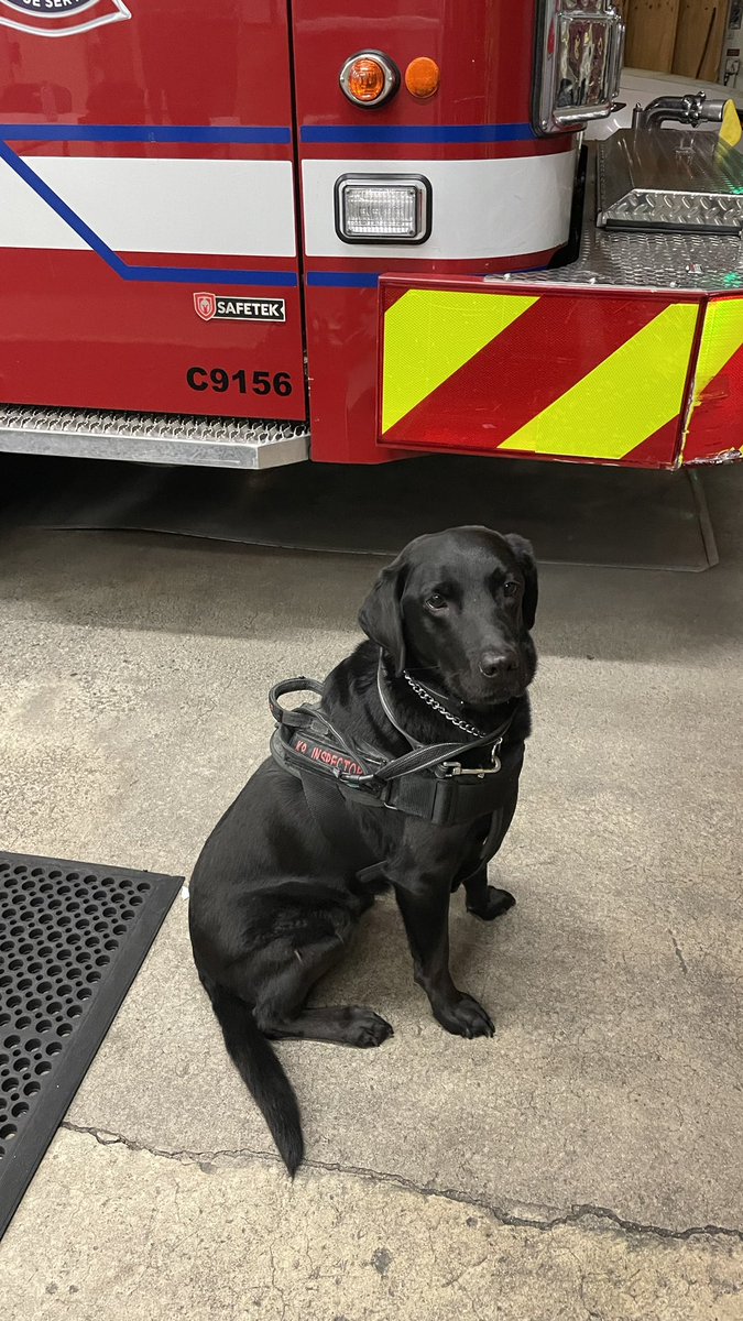 k9inspector's tweet photo. K9Velvet, K9Ocean &amp; @k9inspector wishing everyone a Happy #InternationalDogDay https://t.co/xRcIemsLmy
