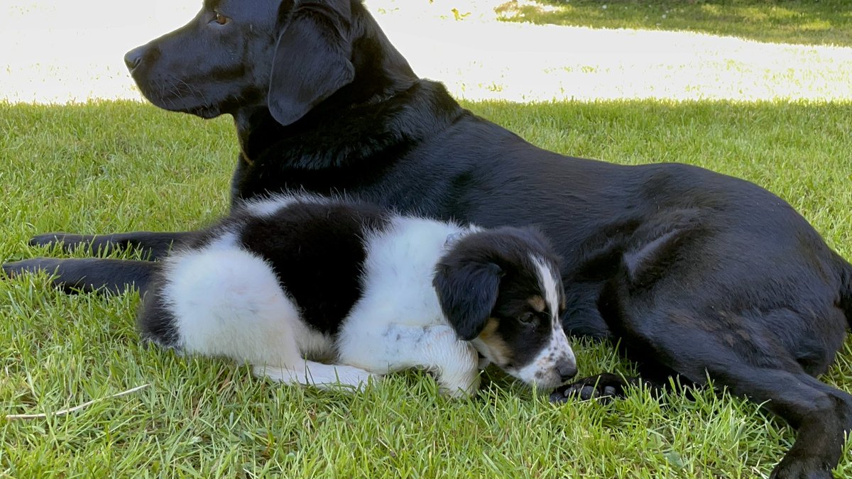 k9inspector's tweet photo. K9Velvet, K9Ocean &amp; @k9inspector wishing everyone a Happy #InternationalDogDay https://t.co/xRcIemsLmy