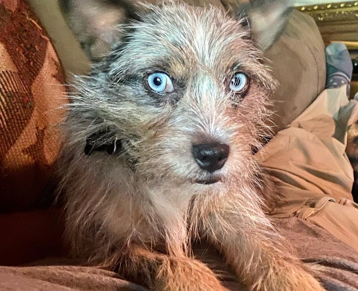 It’s National Dog Day! Say hi to Albert and Taz, the GNC Canine Crew. 
Happy Dog Day to all the pups and their hoomans! We’d love to see a pic of your pooches if you’d like to post one here and tell us their names. Woof! #nationaldogday #doganooga