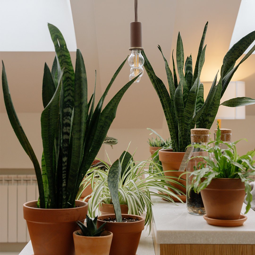 Botandoofficial's tweet photo. Ready to bring your landscape dreams to life? Follow @botando_au for helpful tips and tricks to help you create the perfect outdoor oasis - we make it easy to grow your garden with professional guidance! https://t.co/kbc3M2h42b