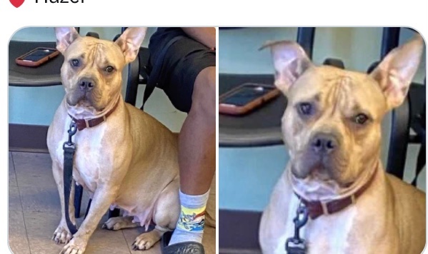 OlwynHope's tweet photo. @MyBoxerLuvMac1 @Notthesamenow2 Hazel is KILL COMMAND! She is a 2yr, to save her she will need PLEDGES RT FOSTER RESCUE ! HAZEL IS petrified in her kennel avoiding interaction, sheβs so confused where she has been taken to grieving for her owners who are now unable to care for her ! Please help HAZEL πΆπβ€οΈ https://t.co/vhkCWdWUeU