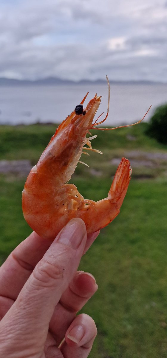 KenmareFoodies's tweet photo. Oh hai there.....
#vanlife #campingcooking https://t.co/0F8EIbYQpB