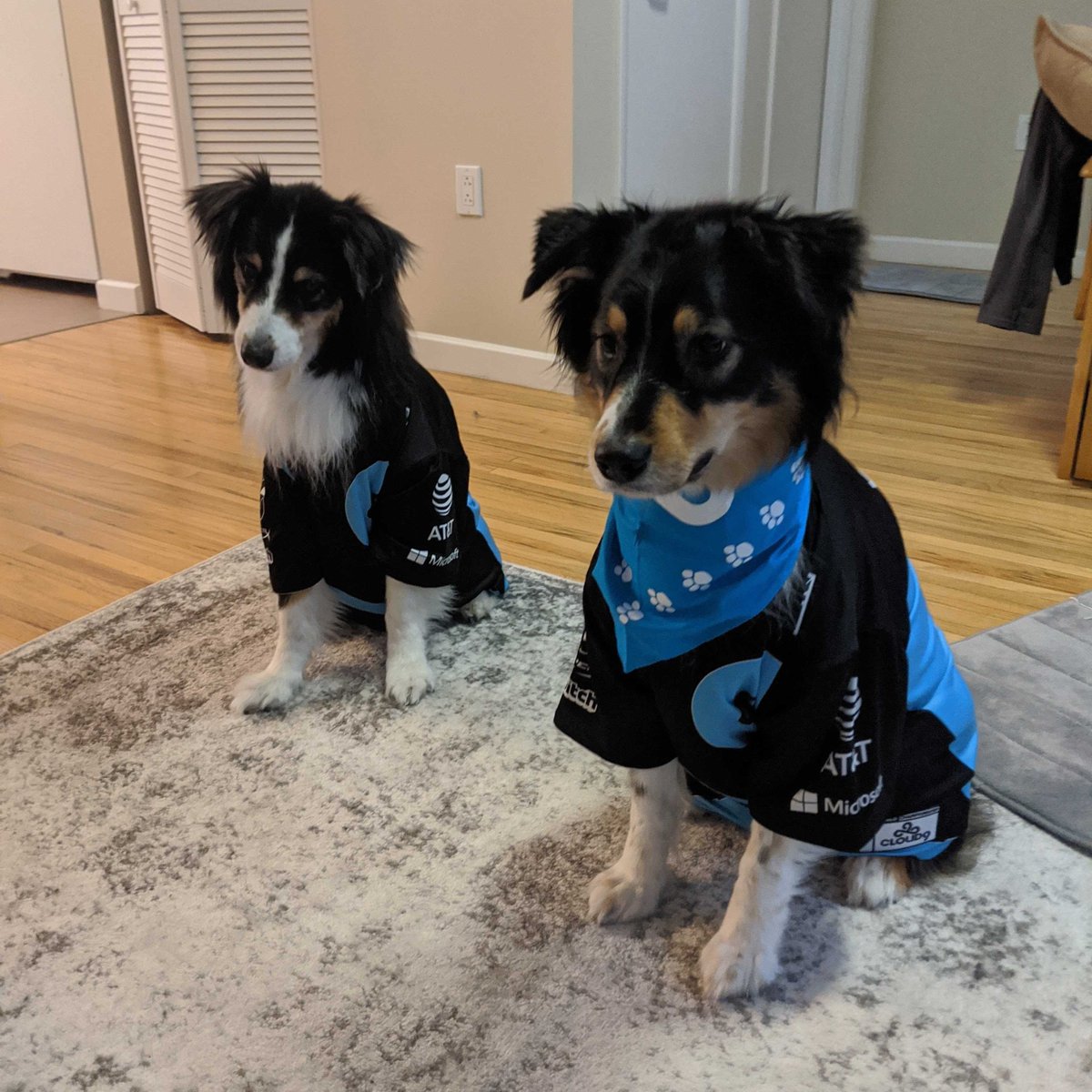 Cloud9's tweet photo. Happy International Dog Day! 🐶 https://t.co/H0g0HfTJqz