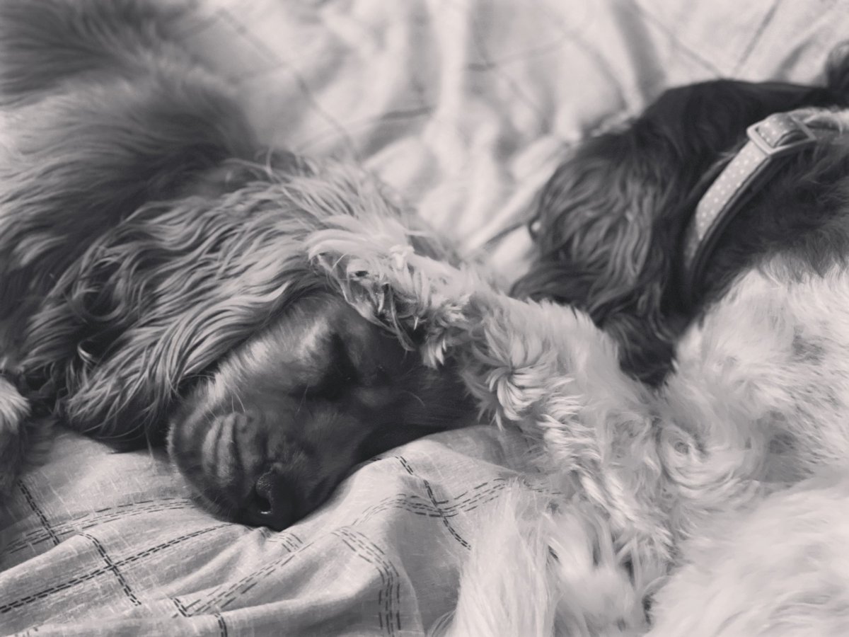 #happyinternationaldogday Just two pups having a snooze and a little cuddle