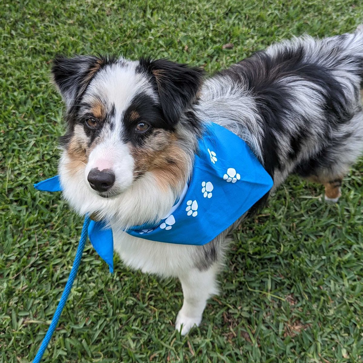 Cloud9's tweet photo. Happy International Dog Day! 🐶 https://t.co/H0g0HfTJqz