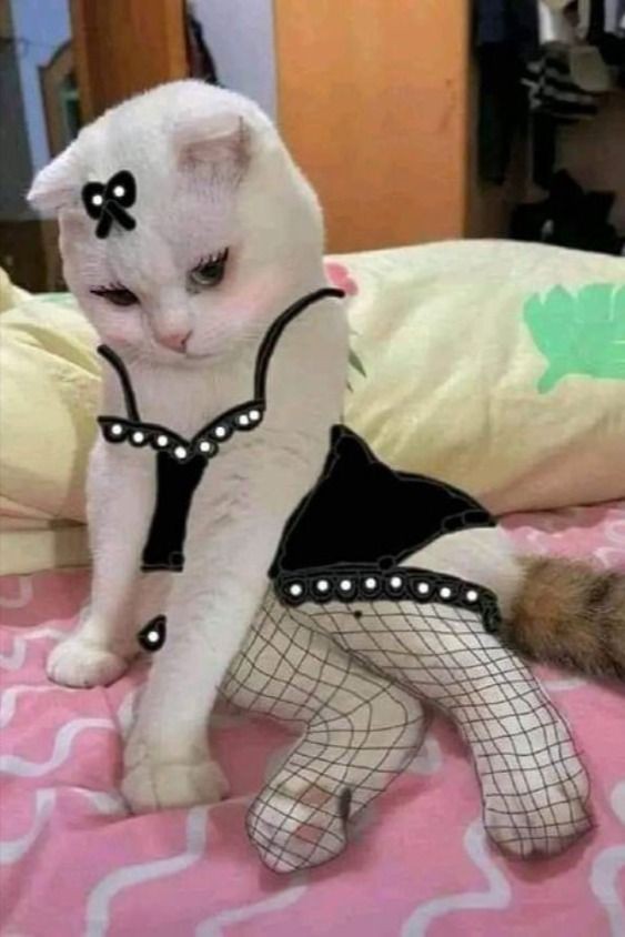 از قربانیان روابط برگ پریلا🎀🇮🇷 tweet media