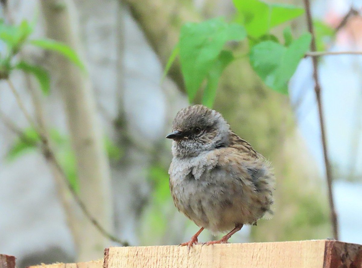 Hilde1001's tweet photo. @FotoGraaGH @siralexanderj @Flickjax @SerenaVachon @Pocomokian @WillConlon @CaseyBroda @arijitmondal1 Thanks for inviting me @FotoGraaGH I love birds, especially the funny ones😁 ❤️🐦 https://t.co/EDoMH3lVFW
