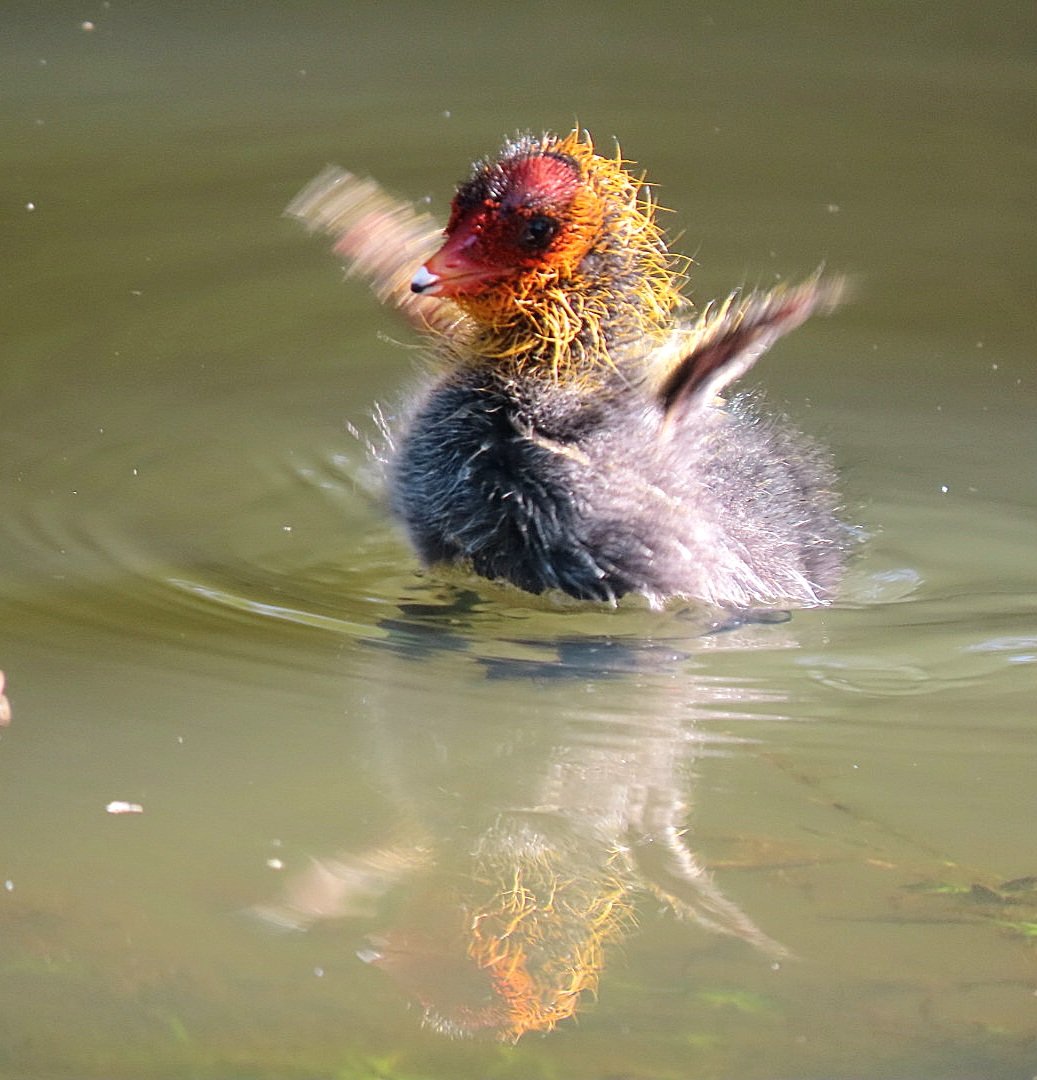 Hilde1001's tweet photo. @FotoGraaGH @siralexanderj @Flickjax @SerenaVachon @Pocomokian @WillConlon @CaseyBroda @arijitmondal1 Thanks for inviting me @FotoGraaGH I love birds, especially the funny ones😁 ❤️🐦 https://t.co/EDoMH3lVFW