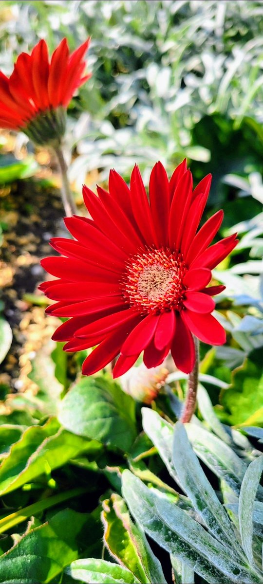 macchin1031's tweet photo. 8月27日(日曜日)

おはようございます😊😄🤗

今日も、笑顔忘れず元気で無理せず頑張っていきましょうね！♪Ю―(^▽^o) ♪
＃優しい繋がり　＃感謝　＃ファイト

今日も素敵な１日になります様に！🍀✨️

いつもありがとう❤️(*- -)(*_ _)ﾍﾟｺﾘ❤️ https://t.co/MTtA3x7BEj