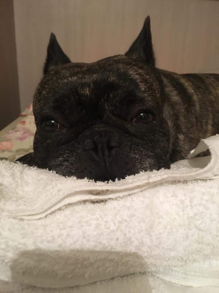 Uno de los mejores amigos y compañeros que pude haber tenido, gracias por todo gordo Airon, nos cruzaremos en la próxima vida 🤞🏻✨