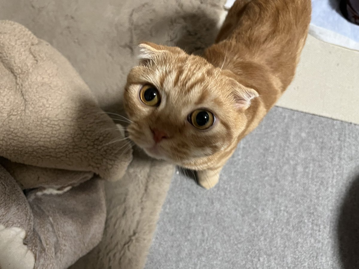 1ym112's tweet photo. 8月26日(土)

経過観察31日目

🐈クラウドファンディング🐈
達成率1️⃣0️⃣9️⃣%！！
🔥無事達成しました🔥

〜目標〜
1,000,000円
〜ご支援合計〜
1,091,000円

沢山の方からご支援をいただき、
無事に達成となりました！
皆様、本当に有難うございます。
感謝しても仕切れません。
また、達成してなおご支援いただき
100%を超えて終了する事が
出来ました。
今後のふう君の寛解と診断されるまでの
検査代、治療費として大切に活用させて
いただきます。

投稿頻度は毎日とはいきませんが、
今後もアップして行きますので、
あたたかく見守っていただけますと
幸いです。
本当に有難う御座いました。