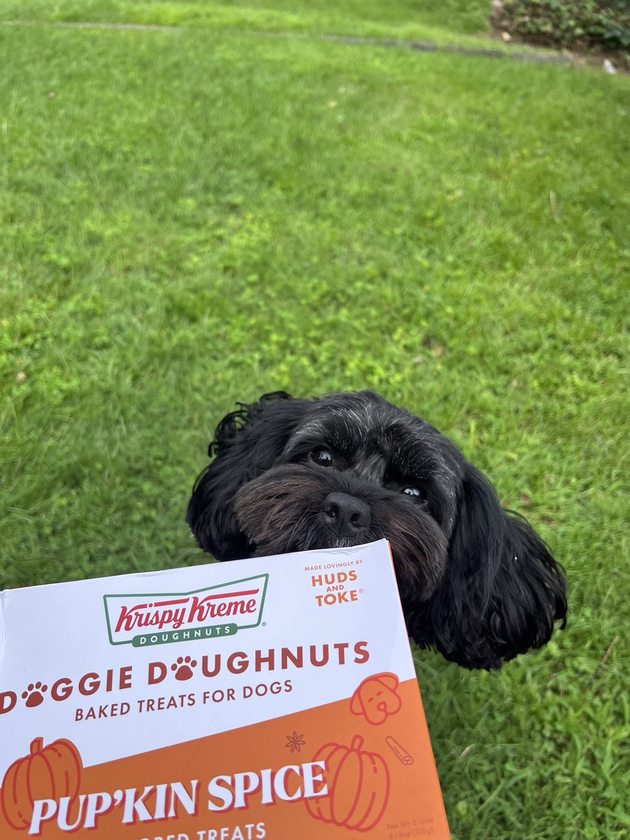 CavapooLuca's tweet photo. Did someone say doggie doughnuts 🐾🍩 @krispykreme #dogday https://t.co/p9TJNruj0Q