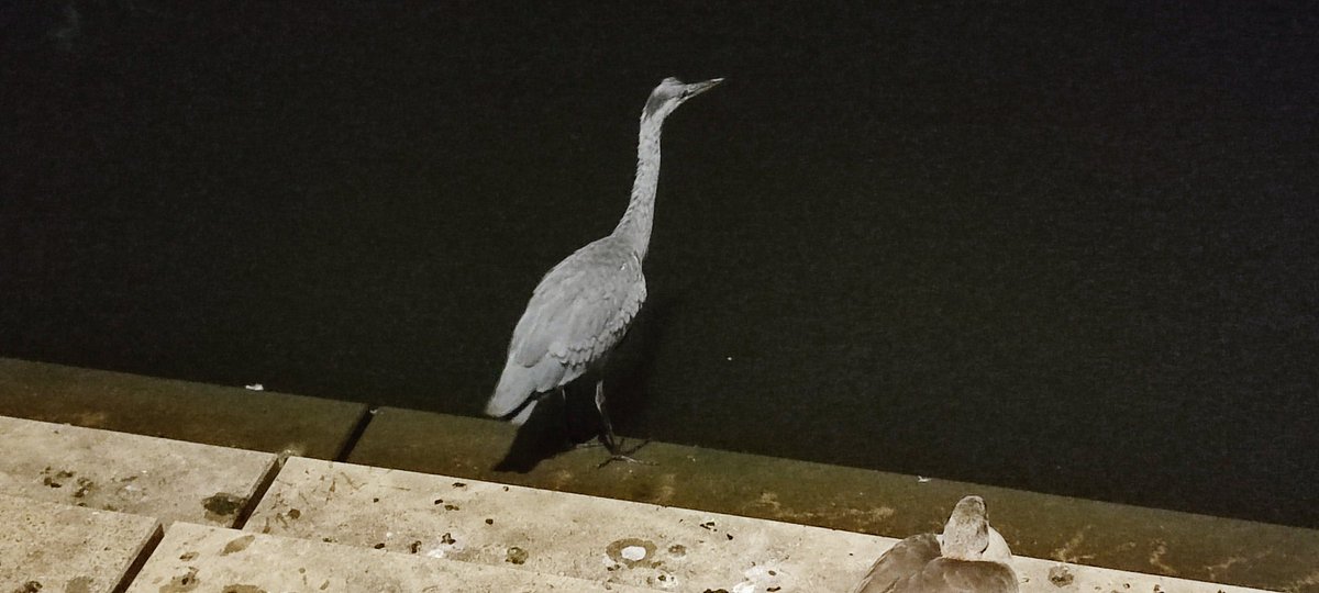 Frage an die Ornithologen unter uns: hab' diesen Vogel gerade eben in Saarbrücken am Saarufer unter vielen Enten entdeckt, und er scheint mir irgendwie nicht hierher zu gehören. Weiß jemand, was das für ein Vogel ist?